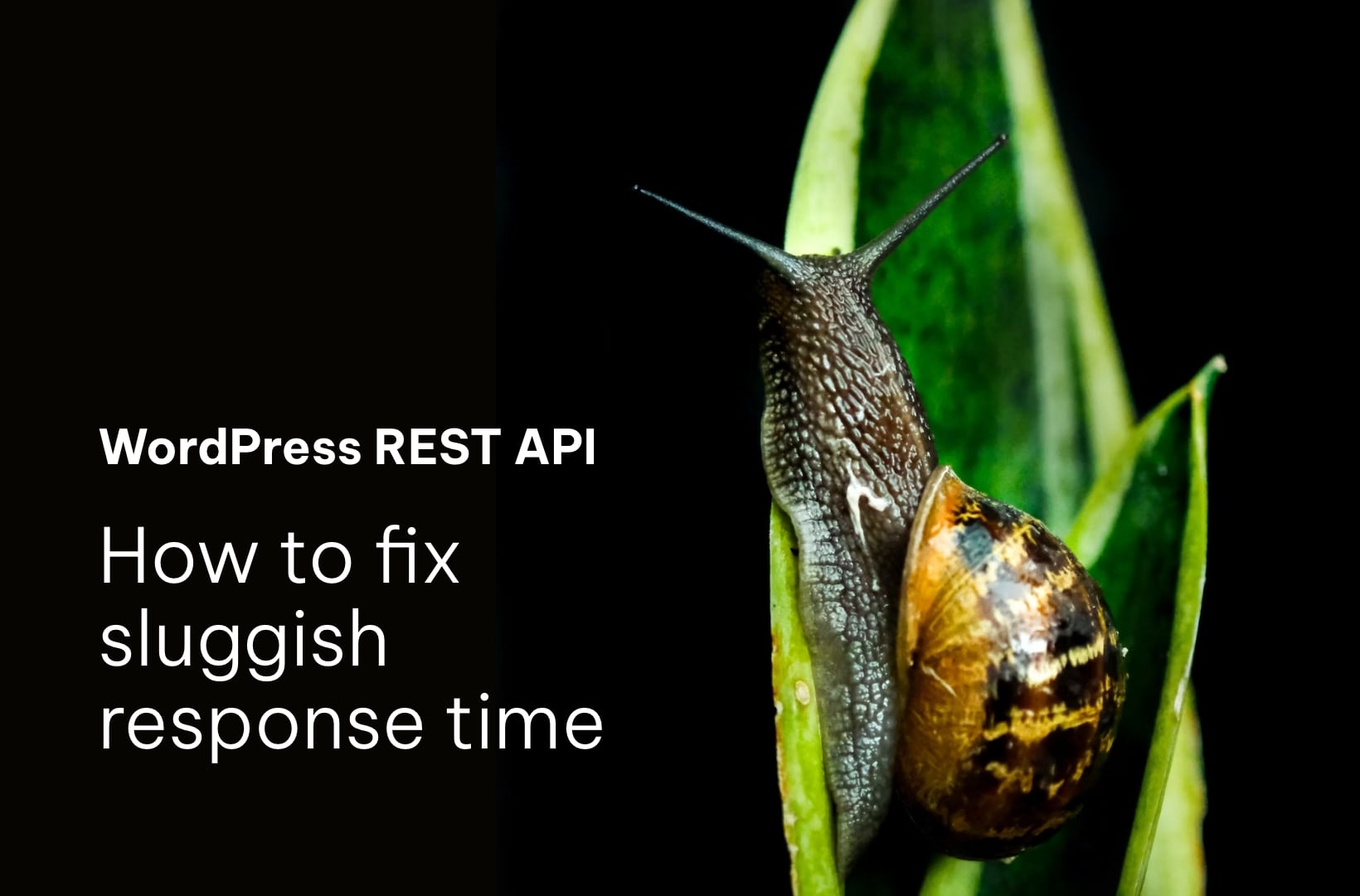 WordPress REST API: Troubleshooting Slow Response Times