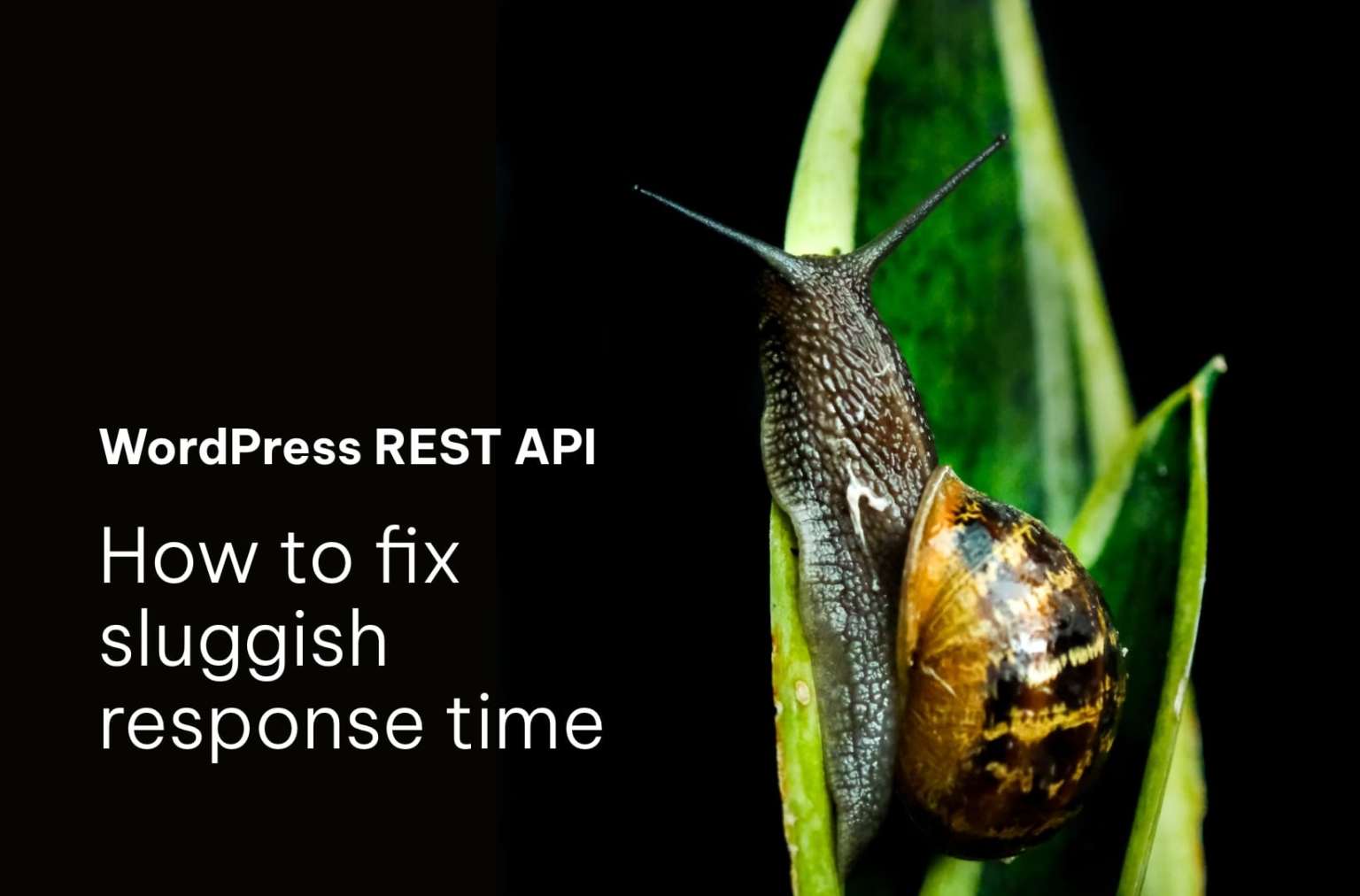 wordpress-rest-api-troubleshooting-slow-response-times-saucal